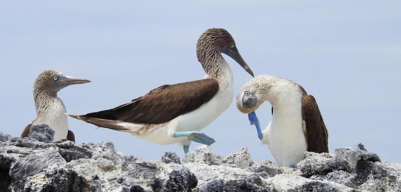 Cormorant Beach House Bed and Breakfast Puerto Villamil Εξωτερικό φωτογραφία